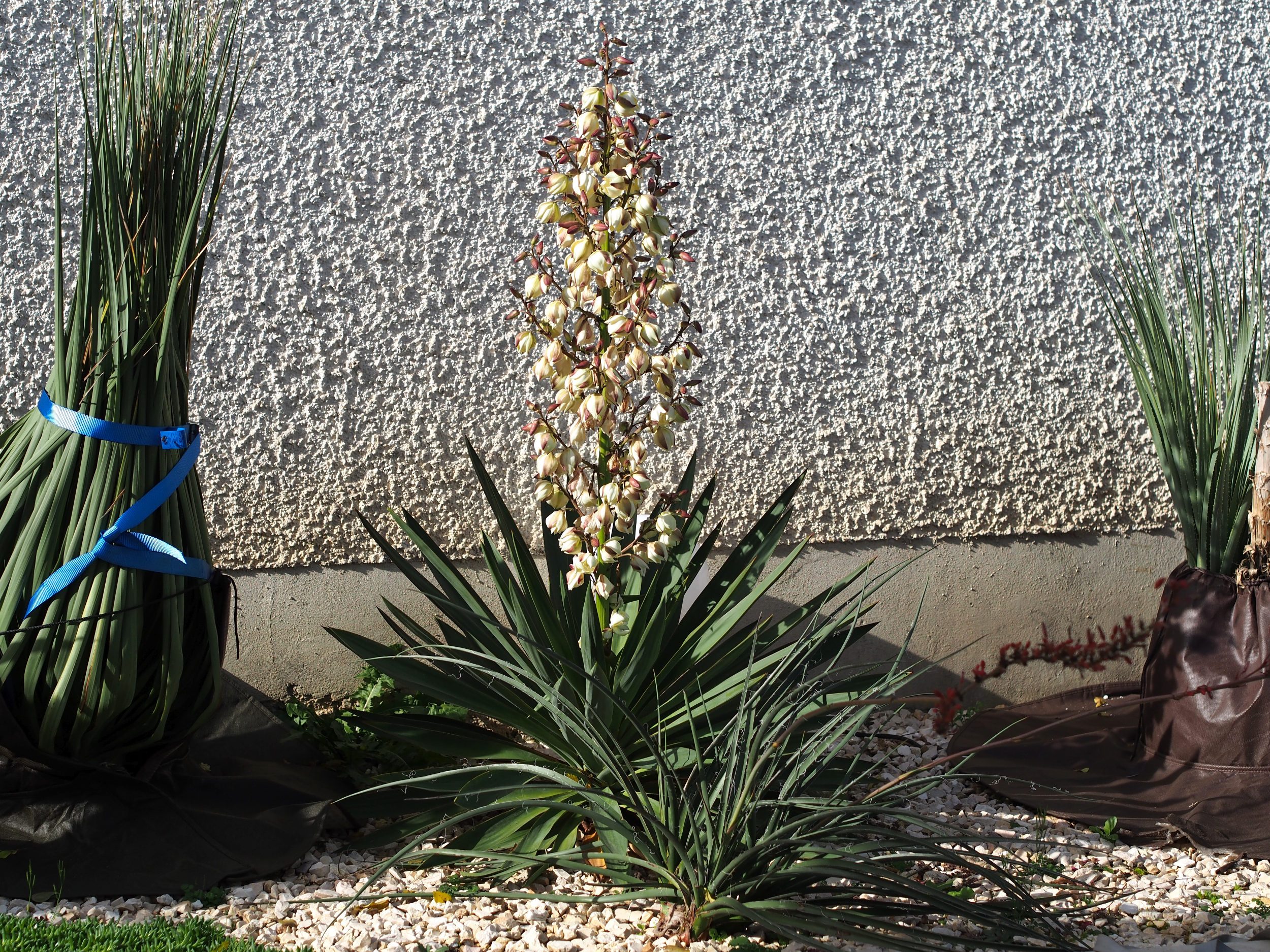 Pflanze der Saison 2022/23: Yucca gloriosa 3