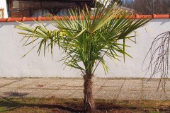 15-03-Trachycarpus Fortunei 01