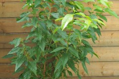 15-09-Chimonanthus praecox