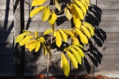 15-11-Asimina triloba ‚Sunflower‘ 3