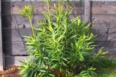 16-04-Nerium oleander ‚Italia‘ 01