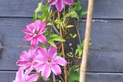 16-05-Clematis ‚Carnaby‘ 02
