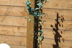 17-06-Eucalyptus gunnii 02