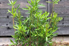 17-07-Nerium oleander ‚Italia‘ 01