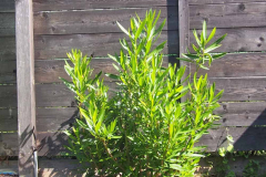 17-08-Nerium oleander ‚Italia‘ 01