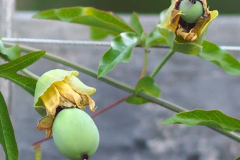 17-08-Passiflora caerulea 02