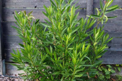17-09-Nerium oleander ‚Italia‘ 01