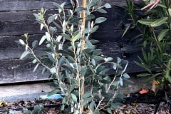 18-11-Eucalyptus pauciflora 01