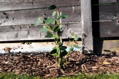 18-03-Eucalyptus pauciflora 01