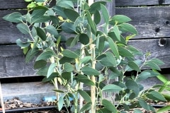 18-06-Eucalyptus pauciflora 01