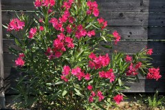 18-08-Nerium oleander ‚Italia‘ 01