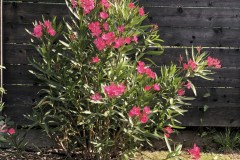 18-07-Nerium oleander ‚Italia‘ 02