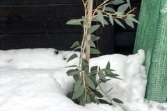 19-01-Eucalyptus pauciflora 01