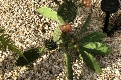 18-06-Opuntia phaeacantha ‚Orangeade‘ 02
