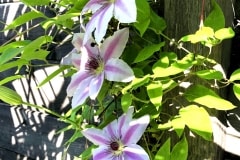 18-05-Clematis ‚Nelly Moser‘ 01