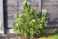 18-03-Nerium oleander ‚Italia‘ 01