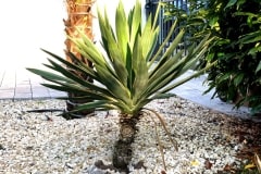 18-07-Yucca gloriosa variegata 01