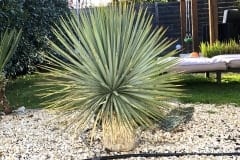 19-04-Yucca rostrata 01