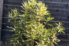 19-04-Nerium Oleander ‚Italia‘ 01