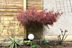 19-04-Acer palmatum ‚atropurpureum’ 01