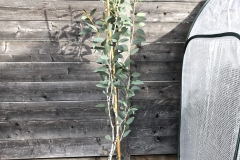20-01-Eucalyptus pauciflora 01