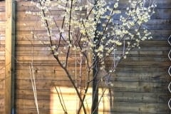19-03-Chimonanthus praecox 02