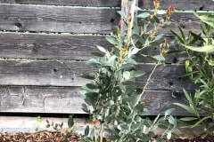19-04-Eucalyptus pauciflora 01