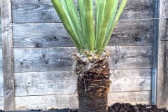 19-03-Yucca faxoniana 01