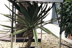 20-02-Yucca gloriosa variegata 01