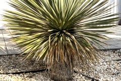20-04-Yucca rostrata 01