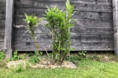20-07-Nerium oleander ‚Italia‘ 01
