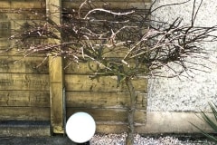 20-04-Acer palmatum ‚atropurpureum‘ 01