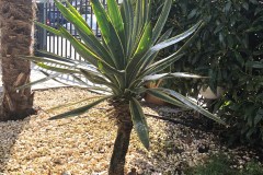 20-03-Yucca gloriosa variegata 01