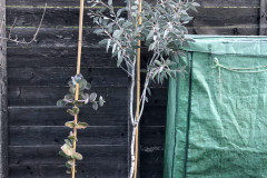 20-11-Eucalyptus pauciflora 01