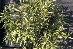 20-04-Nerium Oleander ‚Italia‘ 01