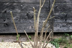 20-06-Nerium oleander ‚Italia‘ 01