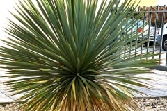 20-03-Yucca rostrata 03