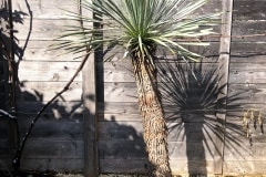 20-03-Yucca rostrata 02