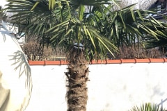 21-03-Trachycarpus fortunei 01