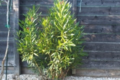 21-08-Nerium oleander 01