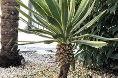21-03-Yucca gloriosa variegata 01