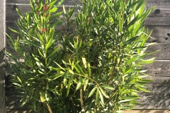 21-09-Nerium oleander 01
