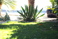 22-08-Yucca gloriosa variegata 02
