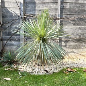 23-03-Yucca rostrata 01