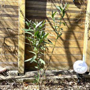 23-03-Nerium oleander 01