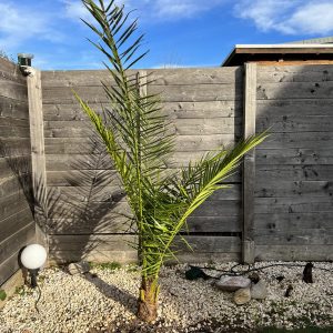 23-03-Phoenix canariensis 01