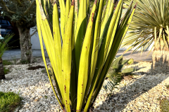 23-05-Yucca faxoniana 01