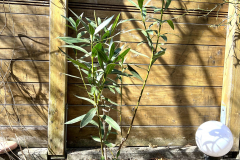 23-03-Nerium oleander 01