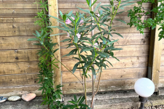 23-07-Nerium oleander 01