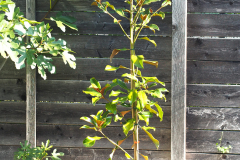 23-09-Magnolia grandiflora 01
